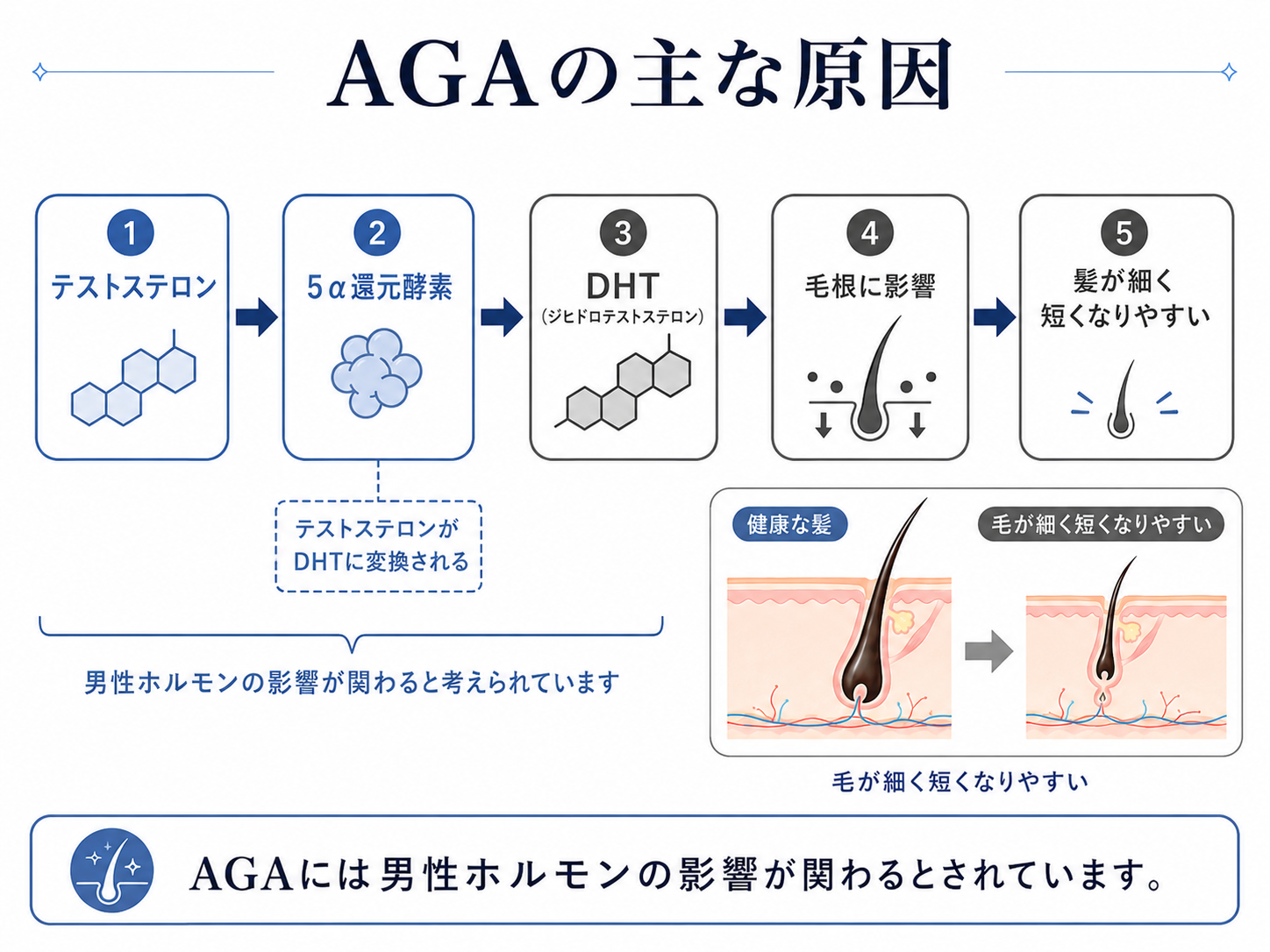 正常なヘアサイクルとAGAの違いを示す図