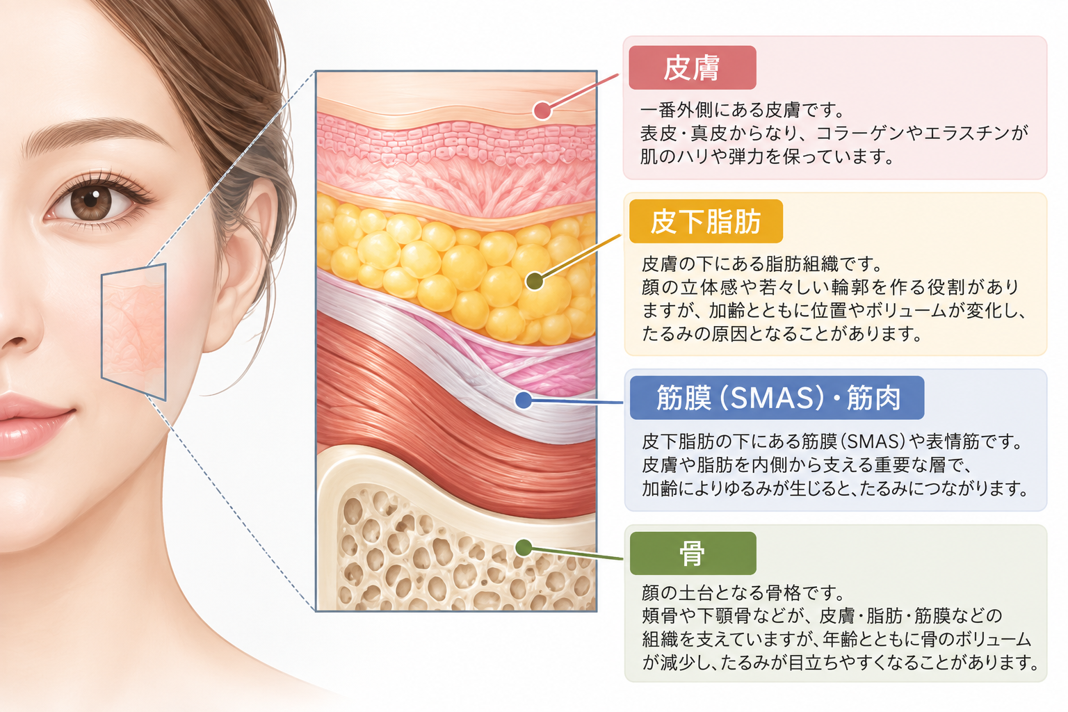 肌の断面図：表皮・真皮・皮下脂肪・筋膜（SMAS）・筋肉・骨の層